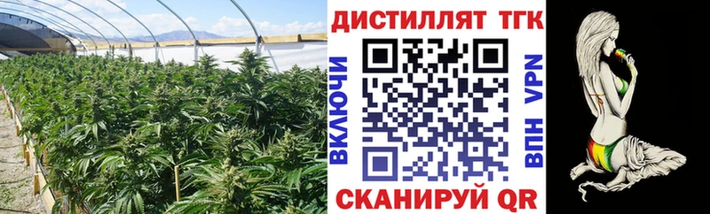 как найти закладки  Сосновый Бор  ТГК гашишное масло 